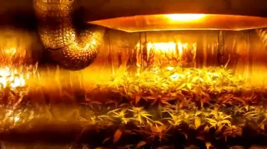 Carpa de cultivo hidropónico para interiores, cultivo de plantas en caja de sala de cultivo, Mylar reflectante no